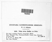 Cytospora nivea image